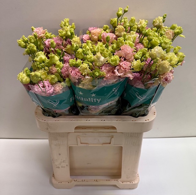 Lisianthus du alissa peach.jpg
